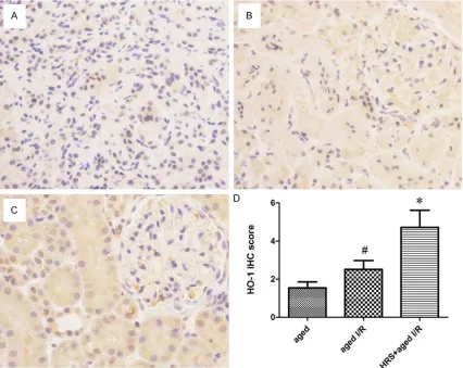 Figure 3. HO-1 expression in the kidneys from different treatment groups. A-C. Representative HO-1 staining of speci-mens from the aged group, aged I/R group, and aged I/R + HRS group
