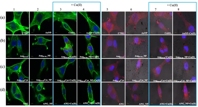 Figure 4. Confocal micrographs of A172 cells. Actin Green®488 (in green, ex/em= 488/500-530 nm) and Hoechst33342 (in blue, ex/em=405/425–475 nm) were used as F-actin and nuclear markers, respectively