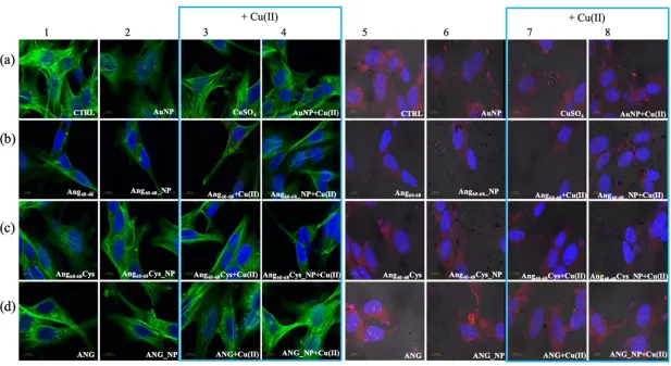 Figure 5. Confocal micrographs of d-SH-SY5Y cells Actin Green®488 (in green, ex/em = 488/500-530 nm) and Hoechst33342 (in blue, ex/em = 405/425–475 nm) were used as F-actin and nuclear markers, respectively