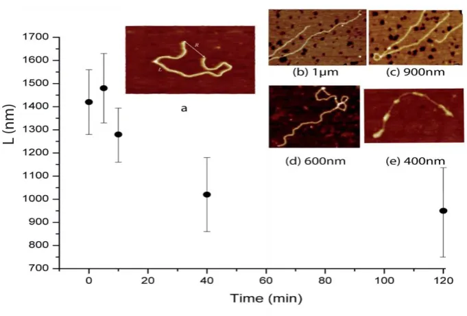 Figure 5. DNA length extracted from the AFM images as a function of platinum complex incubation time