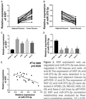 Figure 1. XIST expression was up-regulated and miR-375-3p was down-