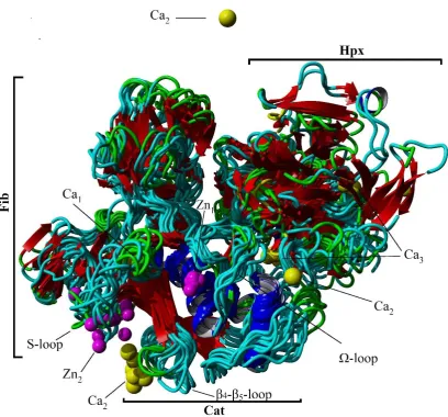 Table 3. Average RMSF of the associated divalent cations to the C-trace of MMP-2 