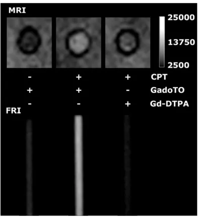 Fig. 3.Imaging necrotic cells by MRI and FRI in capillary tubes.