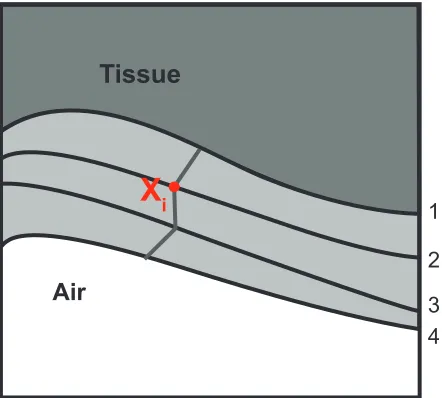 Figure 7 The integral path across the layers of the volumetric mucosa.