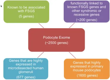 Figure 2.1. 2,500 genes clustered and defined as “podocyte exome”. 