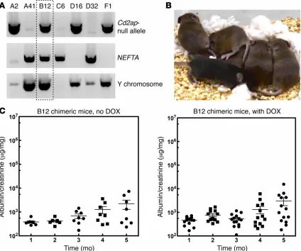Figure 2.3. Development of ES cells sensitized for FSGS. (A) Identification of FSGS-sensitized ES cells