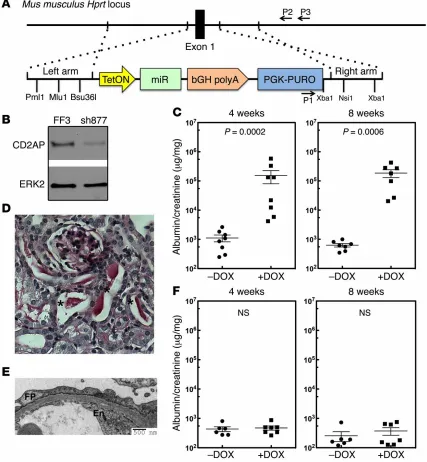 Figure 2.4.  Validation of the system using CD2AP knockdown. (31 A) Targeting strategy used to integrate a miR30-shRNA transgene into the Hprt1 locus