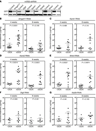Figure 2.5. Validation of 5 candidate FSGS disease genes. (A) Validation of shRNAs for Arhgef17, Dlg5, Kank1, Kank2, Wnk4, and Kat2b