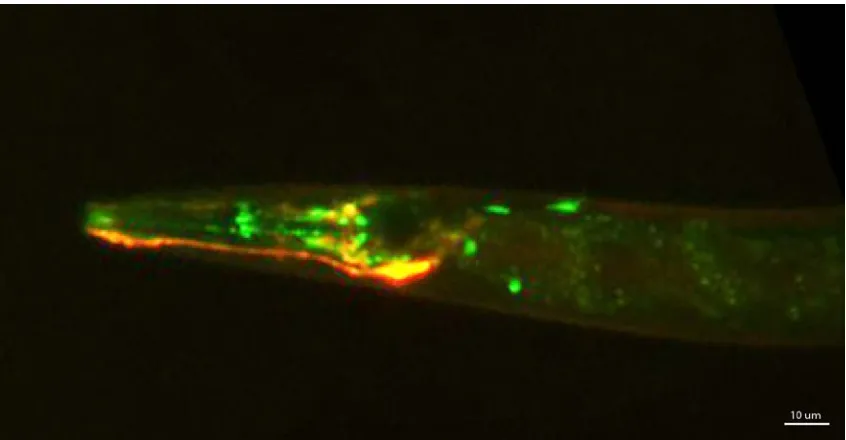 Figure 3.1: Fluorescence image showing a worm head with co-expressed marker neuron AWCR::mKO and GCaMP expressing neurons