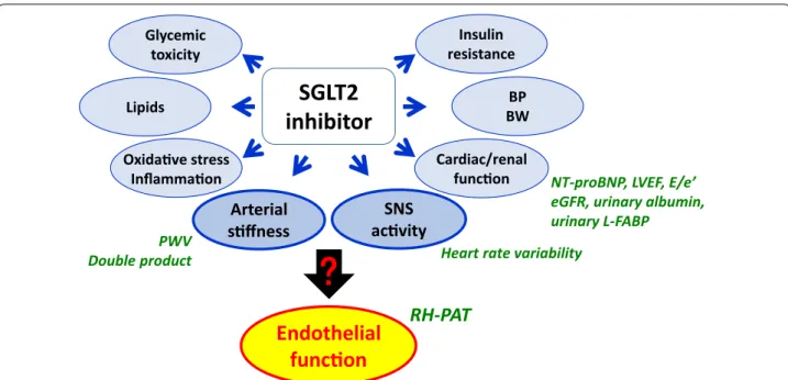 Fig. 2  Rationale for the EMBLEM trial. Recent studies have demonstrated that the effects of SGLT2 inhibitors on CV pathways, other than those  implicated in glucose‑lowering, are multifactorial and possibly result in improved CV outcomes