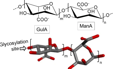 Figure 1: Chemical structure of alginate. It is composed of building blocks of α-L-guluronate 