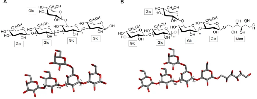 Figure 3. Representative chemical structure of laminaran which is composed of a backbone of 3-linked terminal ends with (A) Glc units (laminaran type G) or (B) β-D-glucose (Glc) units with possible 6-linked branches of Glc residues and with reducing D-mann