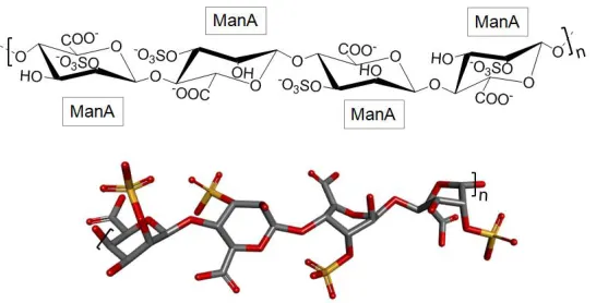 Figure 5. Structural representation of the brown algal sulfated polymannuronate (SPM)