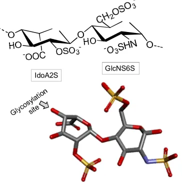 Figure 6. The heparin structure is mostly composed of alternating N-sulfated 6-sulfated α-D-glucosamine (GlcNS6S) and 2-sulfated α-L-IdoA (IdoA2S) units, both 4-linked