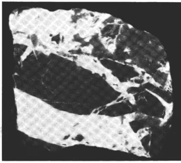 Fig. 7. UV-light breccia, Scheelite-mineralized limestone South Margeries Dal. Photo in with scheelite shining white 