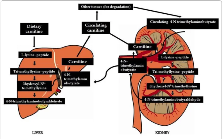 Figure 1 Carnitine biosynthesis and metabolism.