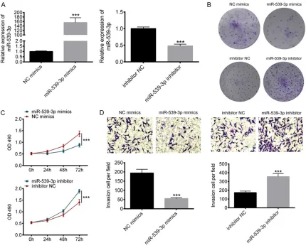 Figure 2. Overexpression of miR-539-3P inhibits gastric cancer cell proliferation and invasion