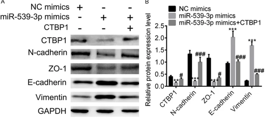 Figure 4. Exogenous expression of CTBP1 reversed the effects caused by miR-539-3P overexpression