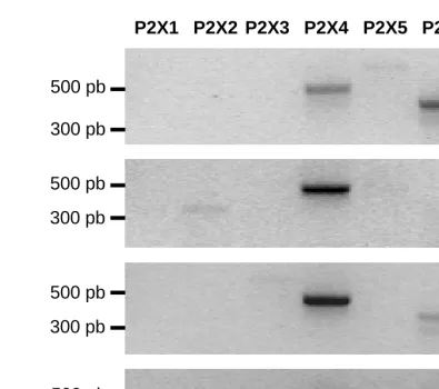 Figure 2P2X1 P2X2 P2X3 P2X4 P2X5 P2X6 P2X7