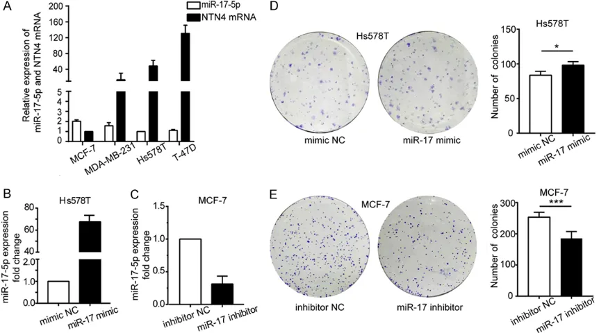 Figure 2. Validation of miR-17-5p transfection. A. miR-17-5p and NTN4 mRNA expression in four BC cell lines, determined with RT-qPCR