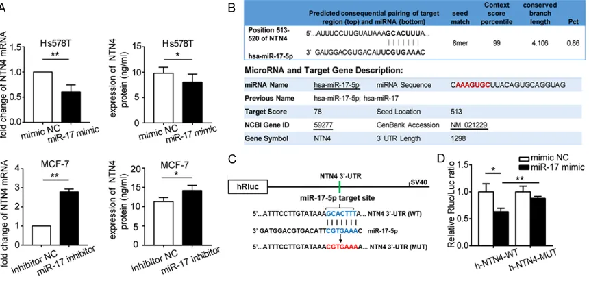 Figure 4. miR-17-5p directly binds to NTN4 mRNA. A. Expression of NTN4 mRNA (left panel) and protein (right panel) changed after the transfection of BC cells with miR-17 mimic or miR-17 inhibitor