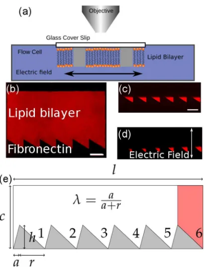 FIG. 1. (a) Schematic of the experimental setup, (b) Fluorescence image ofa patterned lipid bilayer (99.975 mol