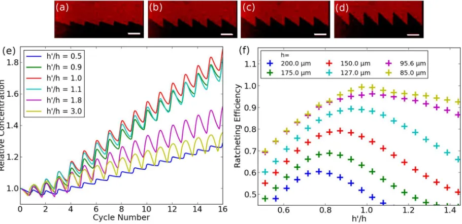 FIG. 3. Relative concentration of the charged membrane component TexasRed DHPE in the different ratchets