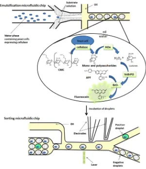 FIG. 1. General overview of cellulase screening using droplet microﬂuidics. In the emulsiﬁcation device, suspensions of yeastsurface displayed libraries are co-ﬂowed with the substrate solution at equal ﬂow rates to a drop-forming junction where theymix