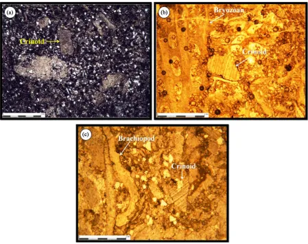 Figure 7. Carbonate microfacies of open marine environment of Gachal formation in Madbeiki section (a) Sandy Crinoid wackstone (b) dolomitized Crinoid bryozoan packstone (c) dolomitized sandy brachiopod crinoid packstone