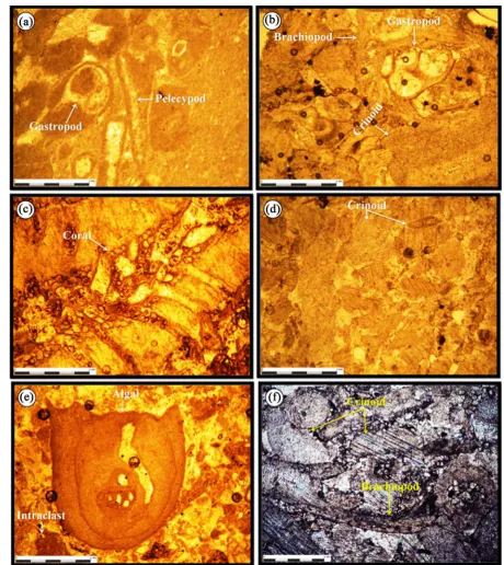 Figure 6. Carbonate microfacies of shoal environment in Gachal formation, Madbeiki section (a) cortoid grainstone (b) do-lomitized bioclast grainstone (c) Dolomitized framestone (d) crinoid grainstone (e) intraclast algal grainstone (f) brachiopod crinoid 
