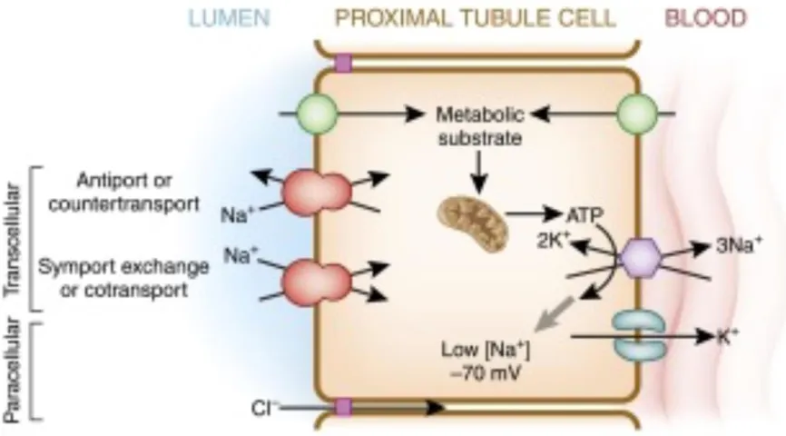 Figure 4: Proximal tubule cell model of transepithelial transport [9] 