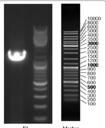 Fig. 1  Amplification of 16S rDNA gene of strain F1 by PCR