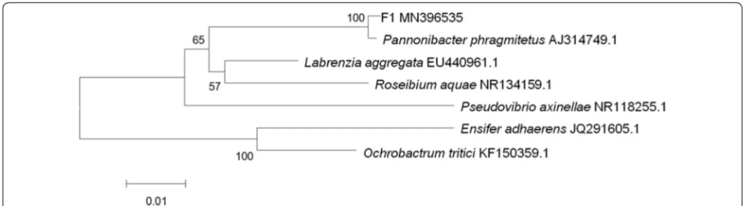 Fig. 2  Phylogenestraintic tree map of 16S rDNA gene sequence constructed by strain F1 and similar strains