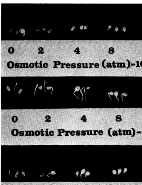 FIG. 2. Appearance of three randomly selected mesquite seed- lings from each temperature and moisture level after 72 hours exposure to the germination environments