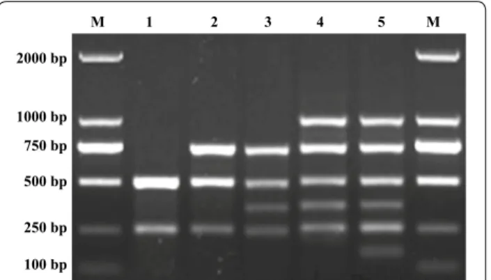 Fig. 1  Amplification of target gene of the multiplex PCR. Lane M: 
