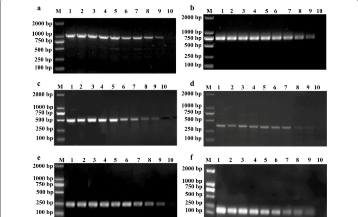 Fig. 5  Determination of the sensitivity of the multiplex PCR for bacterial genomic DNA detection