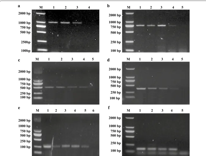 Fig. 6  Determination of the sensitivity of the m-PCR for bacterial CFU detection. Lane M: 2000 bp DNA Marker