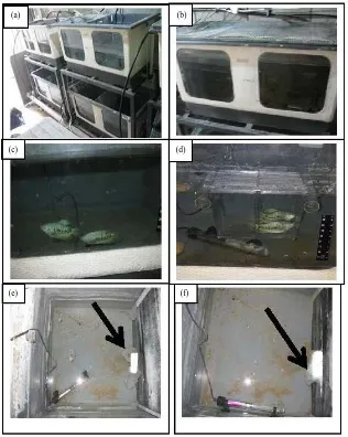 Figure 1. The experimental aquarium systems. (a) and (b) illustrate the aquarium systems; (c) shows two males in experiment 1; (d) shows two males in the cage in experiment 3; (e) and (f) illustrate male nest-building in the aquariums
