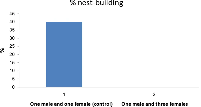 Figure 5. Comparison between the % of nest-building in the experimental group where three females were held in the aquarium (number of aquarium = 8) and one male and the control group where one male and one female were held in the aquarium (number of aquar