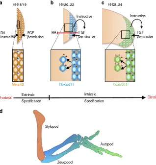 Figure 6 | Model for chick wing proximo-distal patterning. At early limb initiation stages (HH18/19) trunk-derived retinoic acid (RA) speciﬁes thecells are displaced from the distal mesenchyme by an intrinsic programme of proliferation (arrows—lower insets