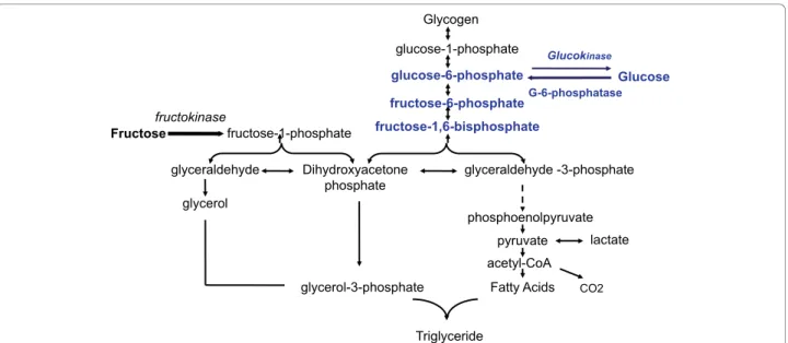 Figure 1 Fructose and glucose metabolism in liver cells: After several steps glucose is converted into fructose1,6-bi-phosphate