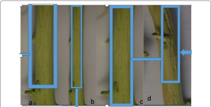 Fig. 2  a, b CTV isolate 1AF and 5MF causing severe stem-pitting symptoms on Mexico lime; c, d CTV isolate 10GS and 21c causing severe 