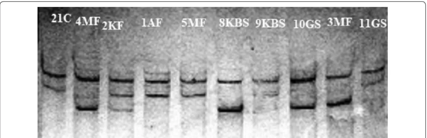Fig. 4  Gel showing results of SSCP analysis of the p25 gene of CTV isolates used in this study