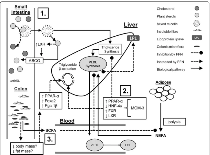 Figure 1 Mechanisms by which plant sterols, marine-derived omega-3 fatty acids, and insoluble fibres decrease dyslipidemia