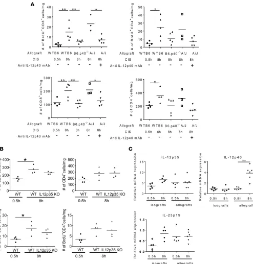 Figure 8. Endogenous memory CD8+A/J mice ( T cell proliferation within allografts subjected to prolonged CIS requires graft p40 but not p35