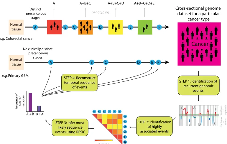 Fig. 2.accumulate two mutations. The number of patients harboring cells with no mutations are denoted bysmall populations