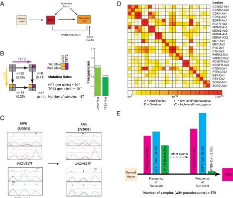 Fig. 4.Application of RESIC to secondary AML and primary GBM. (the frequencies of the initiating and final mutational events of this network