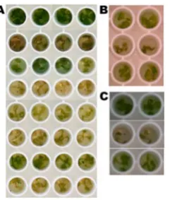 Figure 1. Visual phenotype of seedlings infected with differentmicrobes.Staphylococcus aureus(Dh5a), 6