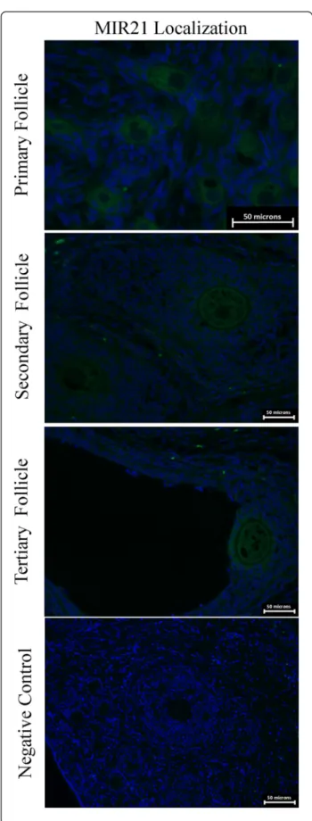 Fig. 5 In situ hybridization of MIR21 in gilt ovaries to identify MIR21 expression during follicle development