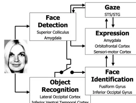 Fig. 2.Face-processing model, based on separate routes for face detectionand identiﬁcation.